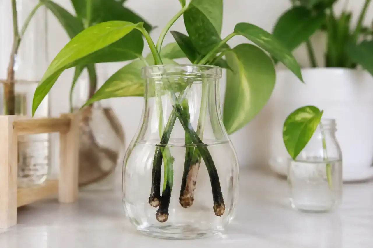 Station de bouturage en bois avec des tiges plongées dans des tubes en verre
